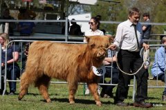 279-39-c-Adriane-vom-Stuehrener-Berg-Herbert-Diers-Bassum-4