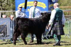 288-27810-d-Varus-vom-Foerdewald-Dirk-Mitzkus-Flensburg-Engelsby6A1646