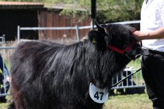 308-47-f-Rosalie-Dubh-vom-Habershof-Marian-Habers-Neuenhaus-4