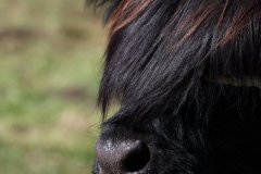 309-47-f-Rosalie-Dubh-vom-Habershof-Marian-Habers-Neuenhaus-5