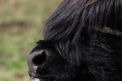 310-47-f-Rosalie-Dubh-vom-Habershof-Marian-Habers-Neuenhaus-6