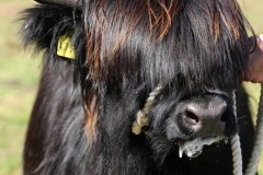 311-47-f-Rosalie-Dubh-vom-Habershof-Marian-Habers-Neuenhaus-7