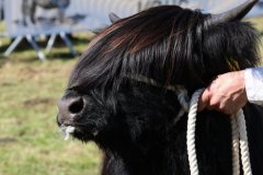 312-47-f-Rosalie-Dubh-vom-Habershof-Marian-Habers-Neuenhaus-1