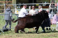 323-5-c-Isac-vom-Kreienmoor-Matthias-Mueller-Reich-Osterholz-Scharmbeck0-2