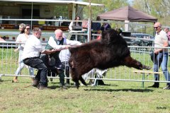 325-5-c-Isac-vom-Kreienmoor-Matthias-Mueller-Reich-Osterholz-Scharmbeck0-4