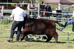 326-5-c-Isac-vom-Kreienmoor-Matthias-Mueller-Reich-Osterholz-Scharmbeck0-5