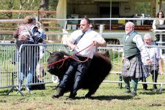 327-5-c-Isac-vom-Kreienmoor-Matthias-Mueller-Reich-Osterholz-Scharmbeck0-6