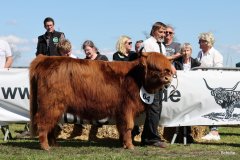 355-64-f-Cora-vom-Stuehrener-Berg-Herbert-Diers-Bassum