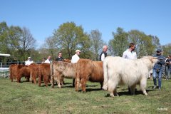 374-Faersen-Klasse-5