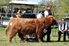 383-65-b-Amira-of-Catle-Mathias-Pooch-Menslage