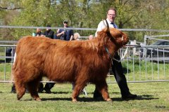 385-66-a-Beauty-Ruadh-2nd-vom-Sunderberg-Familie-Bange-Brilon-Scharfenberg