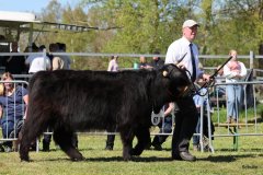 386-67-f-Liona-vom-Weeser-Moor-Stefan-Wreczcki-Voltlage-Weese