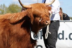 400-66-a-Beauty-Ruadh-2nd-vom-Sunderberg-Familie-Bange-Brilon-Scharfenberg-4