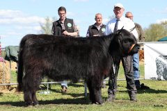 401-67-f-Liona-vom-Weeser-Moor-Stefan-Wreczcki-Voltlage-Weese-3