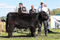 402-67-f-Liona-vom-Weeser-Moor-Stefan-Wreczcki-Voltlage-Weese-4