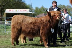 413-65-b-Amira-of-Catle-Mathias-Pooch-Menslage-8