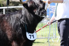 416-71-d-Alice-Dubh-5.-vom-Sunderberg-Familie-Bange-Brilon-Scharfenberg-5