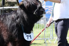 417-71-d-Alice-Dubh-5.-vom-Sunderberg-Familie-Bange-Brilon-Scharfenberg-6