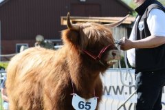 419-65-b-Amira-of-Catle-Mathias-Pooch-Menslage-9