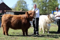 421-66-a-Beauty-Ruadh-2nd-vom-Sunderberg-Familie-Bange-Brilon-Scharfenberg-7