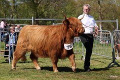 429-75-b-Flore-III-of-Eekkeloh-Ferdinand-Marschalk-Elmlohe-2