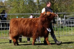 430-76-d-Shona-of-Castle-Mathias-Pooch-Menslage