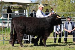 431-78-f-Alysan-Fox-of-Blocken-Kristine-und-Bernhard-Helmerichs-Stuhr