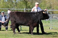 432-78-f-Alysan-Fox-of-Blocken-Kristine-und-Bernhard-Helmerichs-Stuhr-2