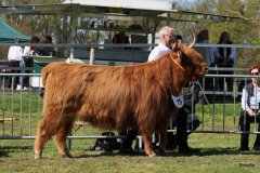 435-75-b-Flore-III-of-Eekkeloh-Ferdinand-Marschalk-Elmlohe-3