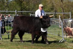 439-78-f-Alysan-Fox-of-Blocken-Kristine-und-Bernhard-Helmerichs-Stuhr-3