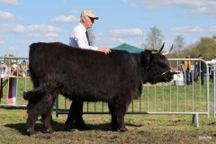 444-78-f-Alysan-Fox-of-Blocken-Kristine-und-Bernhard-Helmerichs-Stuhr-4