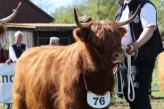 456-76-d-Shona-of-Castle-Mathias-Pooch-Menslage-6