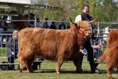 461-80-3-Amina-of-Castle-Mathias-Pooch-Menslage