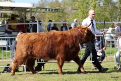 466-82-e-Zsusa-vom-Timpenkroiger-Bernd-Schnier-Rahden-2