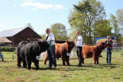 494-Auswahl-Siegerbulle