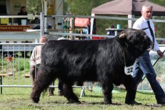 497-22-a-Conall-vom-Buersteler-Feld-Andreas-Czich-Stuhr-6