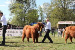 520-Siegerauswahl-weiblicher-Tiere