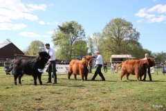 521-Siegerauswahl-weiblicher-Tiere-2