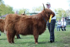 523-66-a-Beauty-Ruadh-2nd-vom-Sunderberg-Familie-Bange-Brilon-Scharfenberg-12