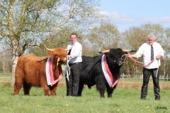 551-66-a-Beauty-Ruadh-2nd-vom-Sunderberg-Familie-Bange-Brilon-Scharfenberg-29-a-Alexander-vom-Nordlicht-Karl-Heinrich-Winter-Bad-Berleburg-2